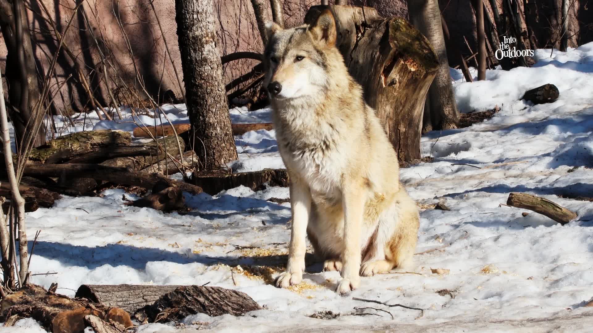 Thumbnail image for Into The Outdoors - Into The History of Wolves