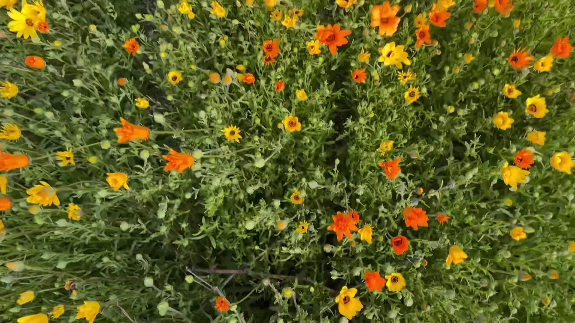 Thumbnail image for Cooking and Kids with Vlada Vladic - Egg Coloring and Kansas Prime Rib