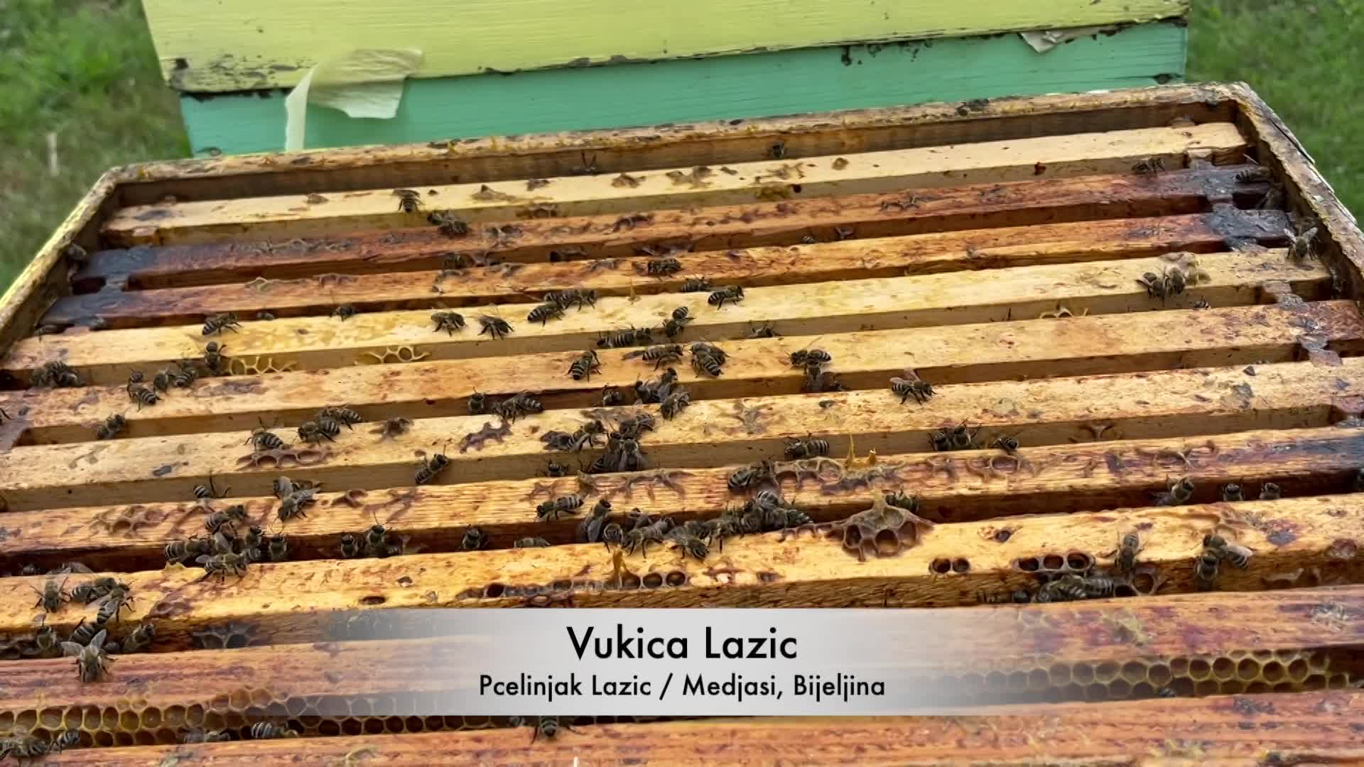 Thumbnail image for Cooking and Kids with Vlada Vladic - Beekeeping and Old Fashioned Honey Cake